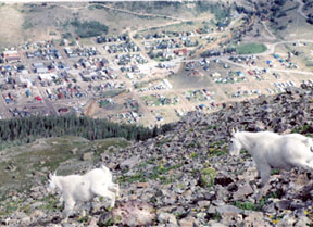 White mountain goats on hill above Silverton, Colo. Photo courtesy Silver Summit.